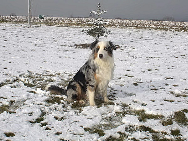 Chester'land du Pays aux Longs Hivers
